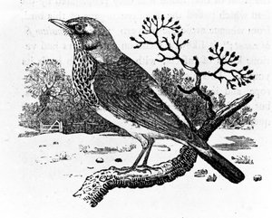 Le Grive, illustration de 