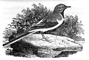 La Bergeronnette grise, illustration de 