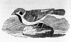 Le Moineau des montagnes, illustration de 
