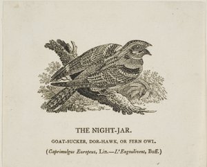 Le bocal de nuit - Thomas Bewick