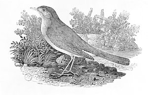 Le rossignol (Luscinia megarhynchos) de 