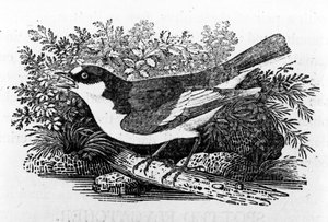 Le Gobemouche noir, illustration de 