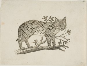 Le serval - Thomas Bewick