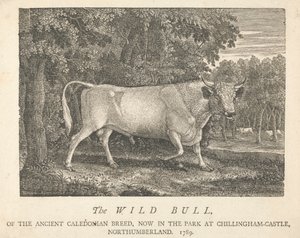 Le Taureau sauvage, de l