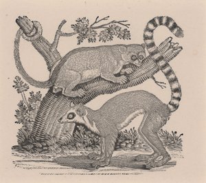 Deux lémuriens, de "Histoire générale des quadrupèdes" - Thomas Bewick