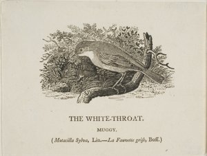 Gorge blanche (oiseau) - Thomas Bewick