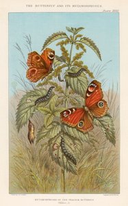 Métamorphoses du papillon paon, 1888 - Thomas Brown