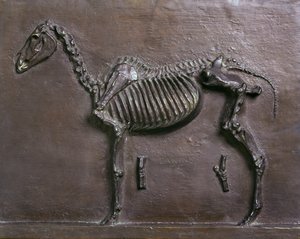 Squelette de cheval - Thomas Cowperthwait Eakins