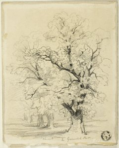 Ches[t]nut dans le parc de Greenwich