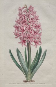 Le magazine botanique ou le jardin de fleurs exposé : Jacinthe de jardin - Thomas Curtis