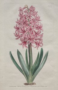 Le Magazine Botanique ou Jardin de Fleurs Exposé : Jacinthe de jardin, 1806 - Thomas Curtis