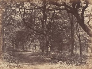 Scène boisée, Norton, Cheshire, 1856 - Thomas Davies
