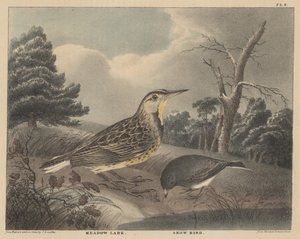 Alouette des prés et oiseau des neiges, de 