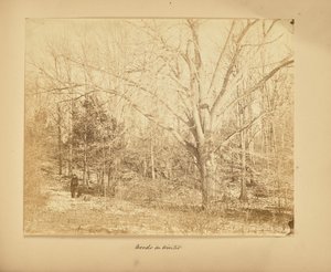 Les bois en hiver - Thomas E. Jevons