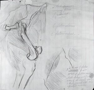 Dessin anatomique - Thomas Eakins