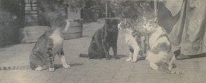 Quatre chats, vers 1895 - Thomas Eakins