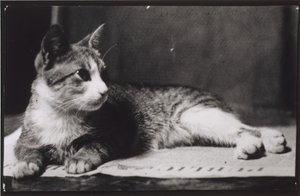 Le chat de Mrs. Thomas Eakins - Thomas Eakins
