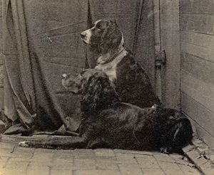 Chiens de Thomas Eakins, 1884 - Thomas Eakins