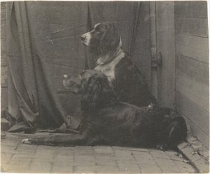 [Le chien Harry de Thomas Eakins et un autre setter] - Thomas Eakins