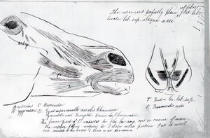 Étude Anatomique Sans Titre de la Tête d