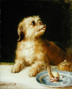 Terrier de Norfolk - Thomas Earl