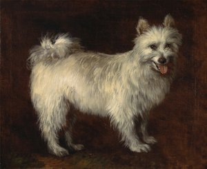 Chien Spitz, un chien, vers 1765
