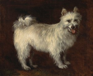 Chien Spitz