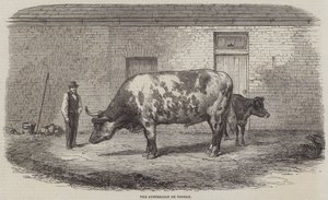 Le bœuf australien Tooran - Thomas Harrington Wilson
