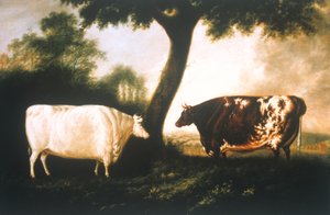 Deux bovins Shorthorn