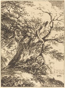 Vieil arbre - Thomas Hearne