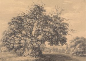 Le châtaignier à Little Wymondley, Hertfordshire - Thomas Hearne