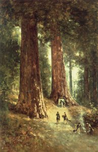 Dans les séquoias, 1899