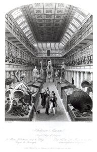Le musée Hunterian, illustration de 