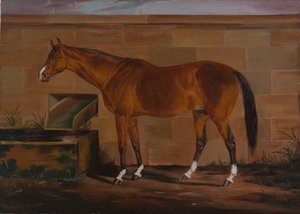 Portrait de Lexington, vers 1857 - Thomas J. Scott
