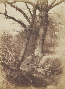 Arbres, 1854-57 - Thomas Keith