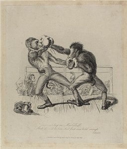 La boxe des singes, de Monkey-ana