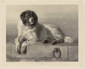 Portrait du chien de sauvetage Bob, couché sur une jetée