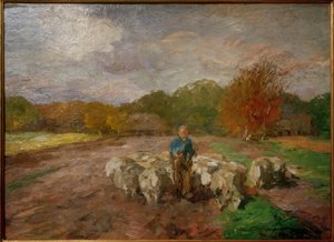 Troupeau de moutons au soleil
