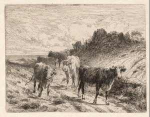 Vaches