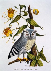 Petit hibou cornu, de 