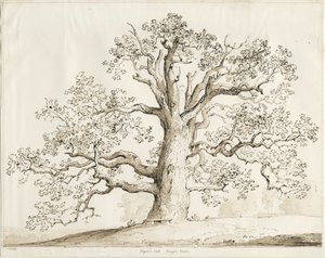 Blithfield - Squitch Oak