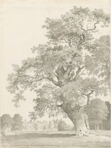 Tixall - Chêne : dessin à la plume et au lavis - Thomas Peploe Wood