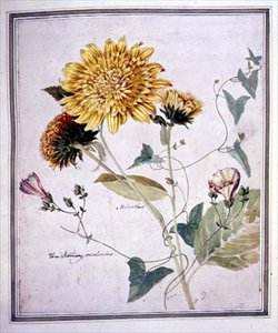 Helianthus et Convolvulus