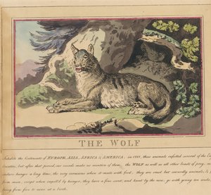 Lot de huit avec page de titre. « Animaux étrangers et domestiques ». 5. Le loup - Thomas Rowlandson