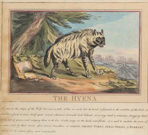 Lot de huit avec page de titre. « Animaux étrangers et domestiques ». 6. La hyène