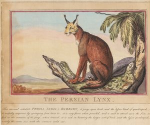 Lot de huit avec page de titre. « Animaux étrangers et domestiques ».  7.  Le lynx persan
