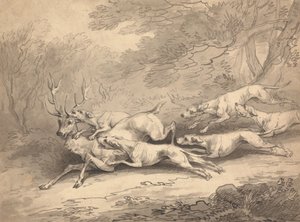 Un cerf abattu par une meute de chiens - Thomas Rowlandson