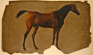 Un cheval arabe - Thomas Sidney Cooper