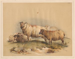 Moutons, no 18 - Thomas Sidney Cooper