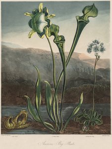 Le temple de la flore : Les plantes des tourbières américaines - Thomas Sutherland